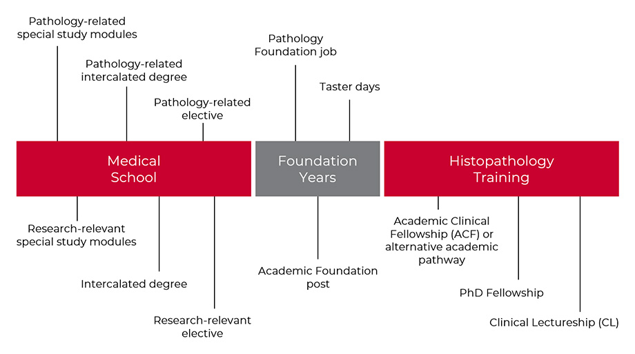 Timeline of opportunities to get involved in research & histopathology
